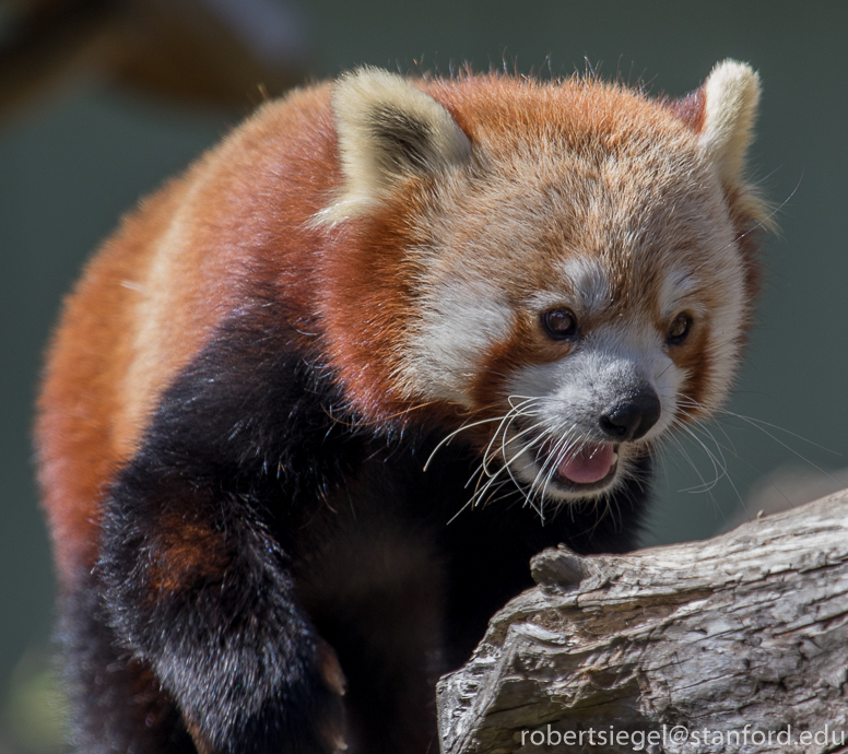 red panda